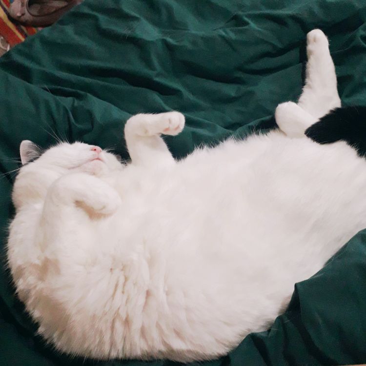 A white cat asleep, belly up, on a green duvet