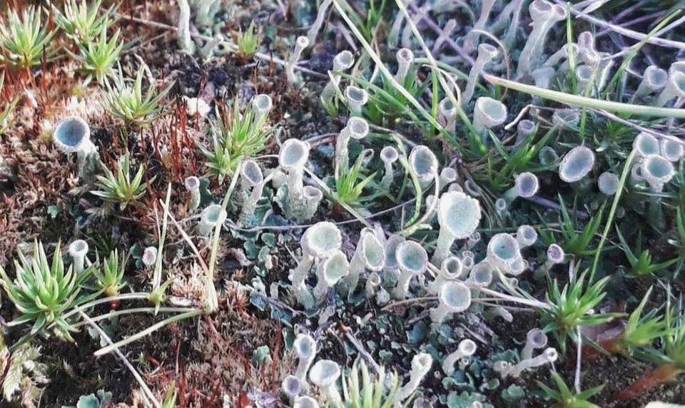 Close up photo of moss and cup lichen